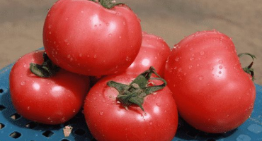 Popis odrůdy rajčat esmira, její vlastnosti a produktivita