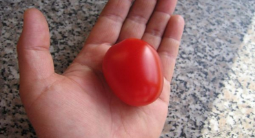 Popis odrůdy rajčatové lízátko, vlastnosti pěstování a produktivita