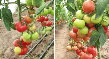 Popis odrůdy rajčat magnus, charakteristika a pěstování