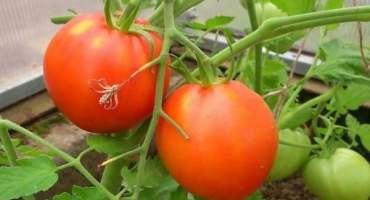 Popis odrůdy rajčat pyshka a jejích vlastností