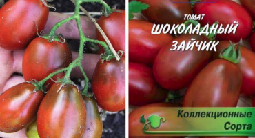 Popis odrůdy rajčatový čokoládový zajíček a jeho vlastnosti