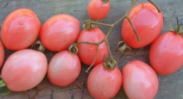 Popis odrůdy rajče taisy a její vlastnosti