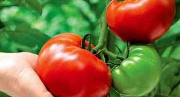 Popis odrůdy rajčat tři tlustí muži a její vlastnosti