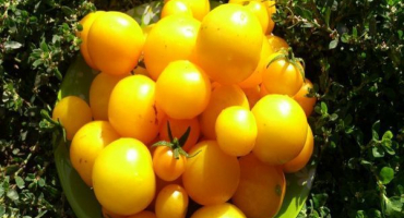 Popis odrůdy meruňky rajčat, vlastnosti pěstování a péče