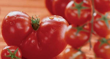 Popis odrůdy rajčat admiralteysky a její vlastnosti