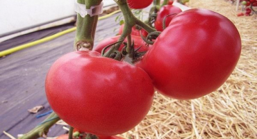 Popis odrůdy rajčat afen, její pěstování a péče