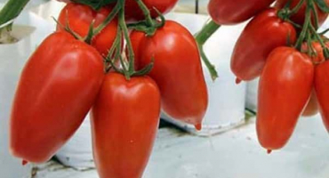 Popis odrůdy rajčat aydar, její vlastnosti a chuť