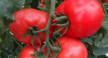 Popis odrůdy rajčat akulin, její vlastnosti a produktivita