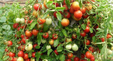 Popis odrůdy rajčete alenka a její vlastnosti