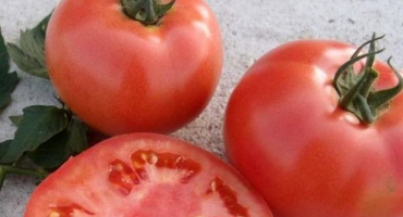 Popis odrůdy rajčat alesi a její vlastnosti