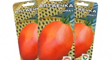 Popis odrůdy rajčat altayechka a jejích vlastností