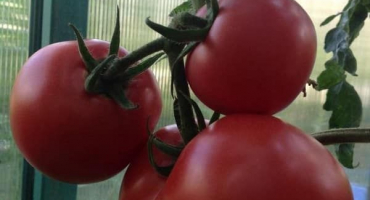 Popis odrůdy altajských červených rajčat a její vlastnosti
