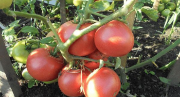 Popis odrůdy rajčat šarlatová fregata f1, její vlastnosti a produktivita