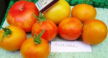 Popis odrůdy ananasových rajčat, vlastnosti pěstování a péče