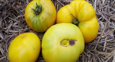 Popis odrůdy ananasových rajčat, vlastnosti pěstování a péče