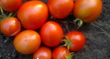 Popis vlastností odrůdy rajčat angelica