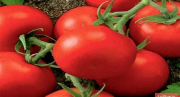 Popis odrůdy rajčat harlekýn f1, její zemědělské technologie