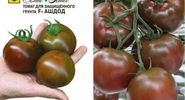 Popis odrůdy rajčat ashdod a jejích vlastností