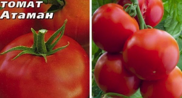 Popis odrůdy rajčat ataman a její vlastnosti