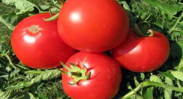 Popis odrůdy rajčat atlantida, vlastnosti pěstování a výnos