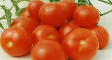 Popis odrůdy rajčat aurora a její vlastnosti