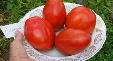 Popis odrůdy rajče balerína a její vlastnosti