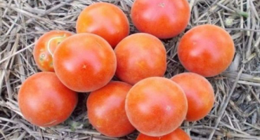 Popis sametové sezóny odrůdy rajčat, její vlastnosti a produktivita