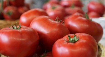 Popis odrůdy rajčete barin, vlastnosti pěstování a výnos