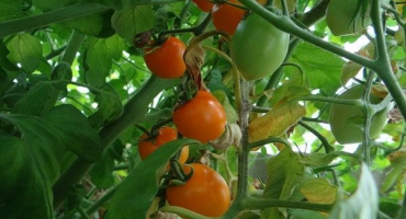 Popis motýla odrůdy rajčat, jeho vlastnosti a produktivita