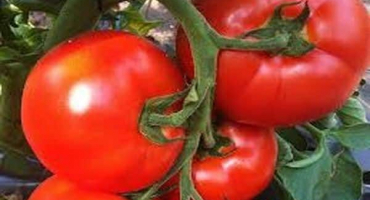 Popis odrůdy rajčat belfort, vlastnosti pěstování a péče