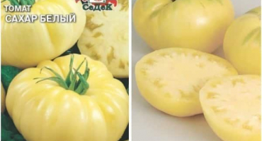 Popis odrůdy rajčat bílý cukr, její vlastnosti a výnos