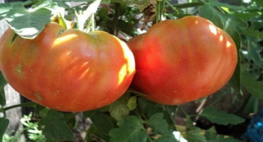 Popis odrůdy rajčat berdsky velký a její vlastnosti