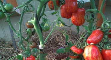 Popis odrůdy rajčat kasadi šílenství, jeho vlastnosti a produktivita