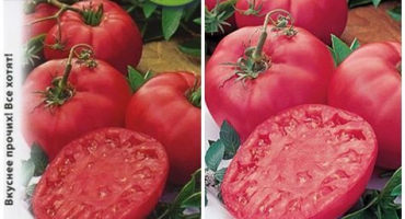 Popis a péče o odrůdu rajčat hovězí růžová brandy
