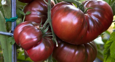 Popis odrůdy rajčatové bizon černé a její vlastnosti