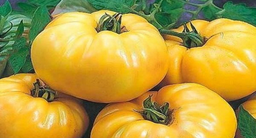 Popis odrůdy rajčatové žluti, její vlastnosti a pěstování