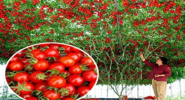 Popis odrůdy rajčat dobrou chuť k jídlu, vlastnosti pěstování a péče