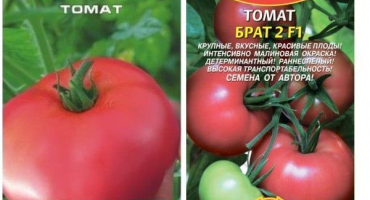 Popis odrůdy rajčete brother 2 f1, pěstování a výnos