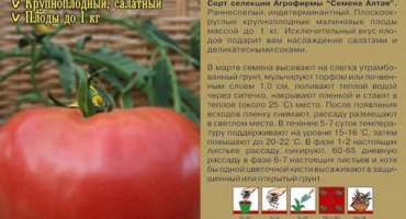 Popis odrůdy rajčat statečný generál a její vlastnosti