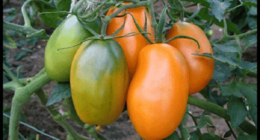 Popis odrůdy rajčat sibiřský buket, jeho vlastnosti a produktivita