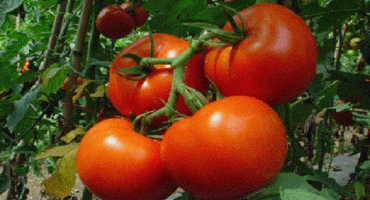 Popis odrůdy rajčete damašek a její vlastnosti