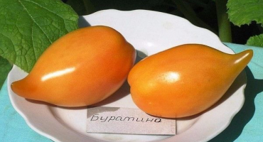 Popis odrůdy rajčat buratino, její vlastnosti a produktivita