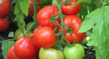 Popis rané odrůdy rajčat burkovskiy a jejích charakteristik