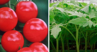 Popis odrůdy rajčete hovězího oka a jeho vlastnosti