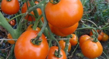 Popis odrůdy rajčat královská větev a její vlastnosti