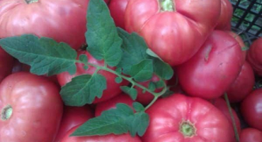 Popis odrůdy rajčat královský dar a jeho vlastnosti