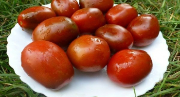 Popis odrůdy rajčatových švestek, doporučení pro pěstování a péči