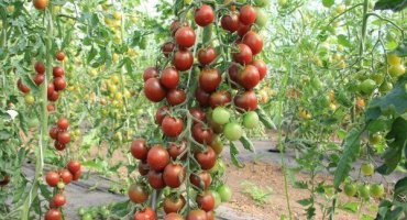 Popis odrůdy rajčatové černé perly, vlastnosti pěstování a péče