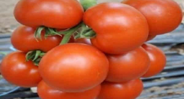 Popis odrůdy rajčat cherokee, její vlastnosti a výnos
