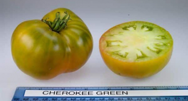 Popis odrůdy rajčat cherokee zelená zlatá, vlastnosti pěstování a péče